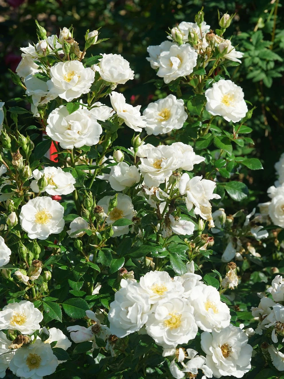 Rose, Oso Easy Ice Bay - Image 3