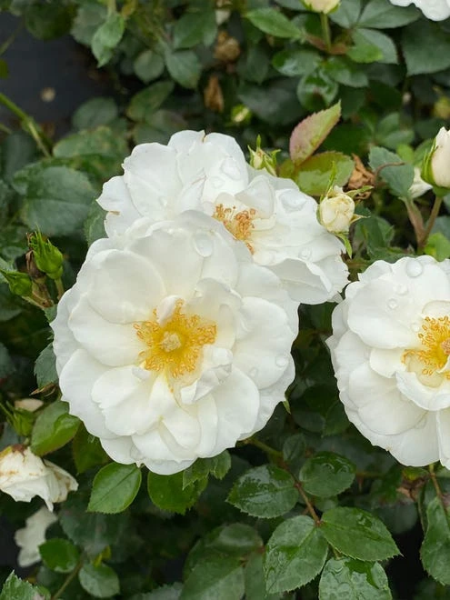 Rose, Oso Easy Ice Bay - Image 4