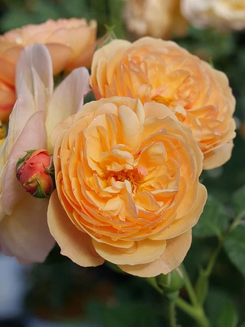 Rose, Flavorette Honey-Apricott - Image 5