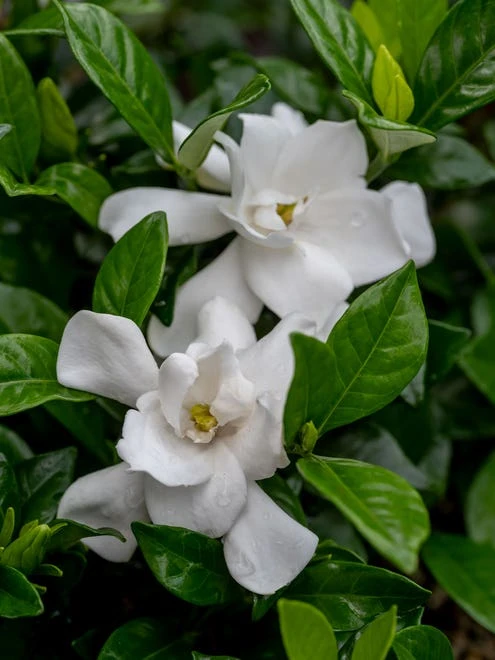 Gardenia, Pillow Talk - Image 4