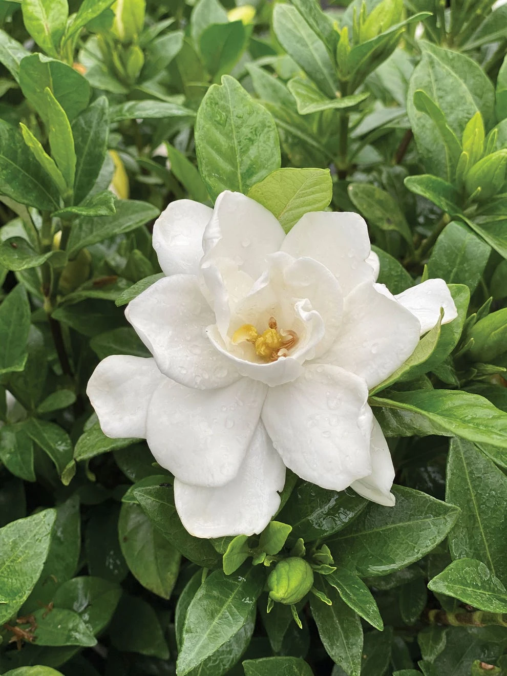 Gardenia, Pillow Talk