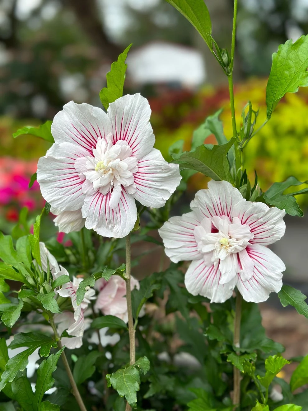 Hibiscus, Starblast Chiffon - Image 2