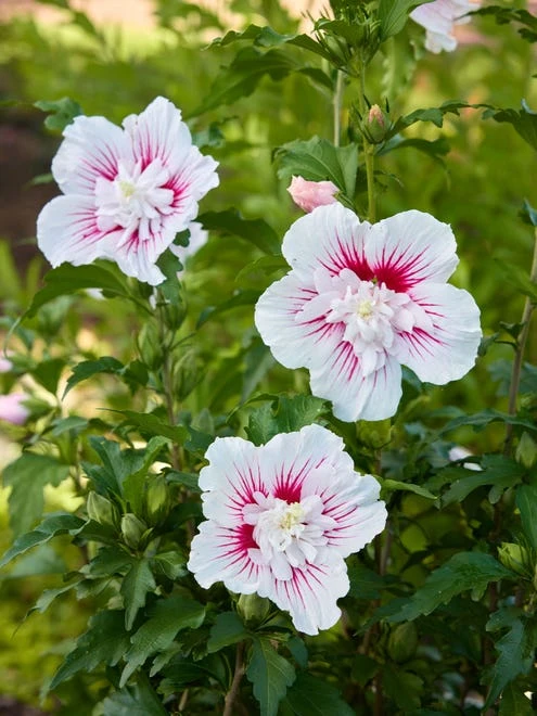 Hibiscus, Starblast Chiffon - Image 6