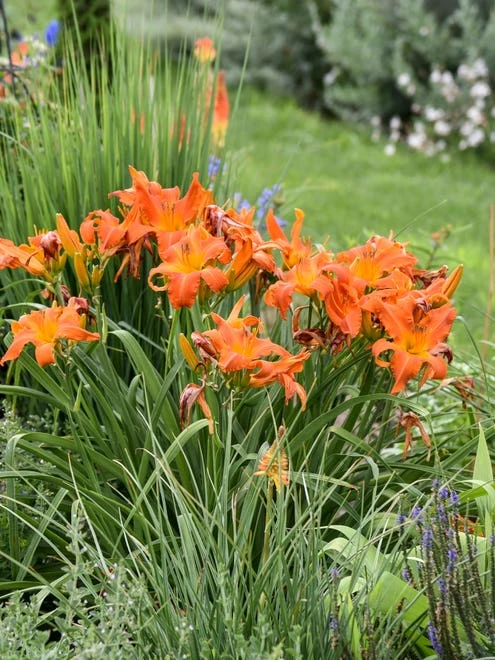 Daylily, Primal Scream - Image 4