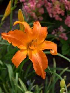 Daylily, Primal Scream
